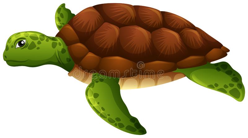 Detail Turtle Clipart Nomer 29