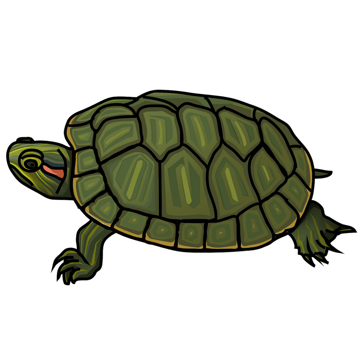 Detail Turtle Clipart Nomer 44