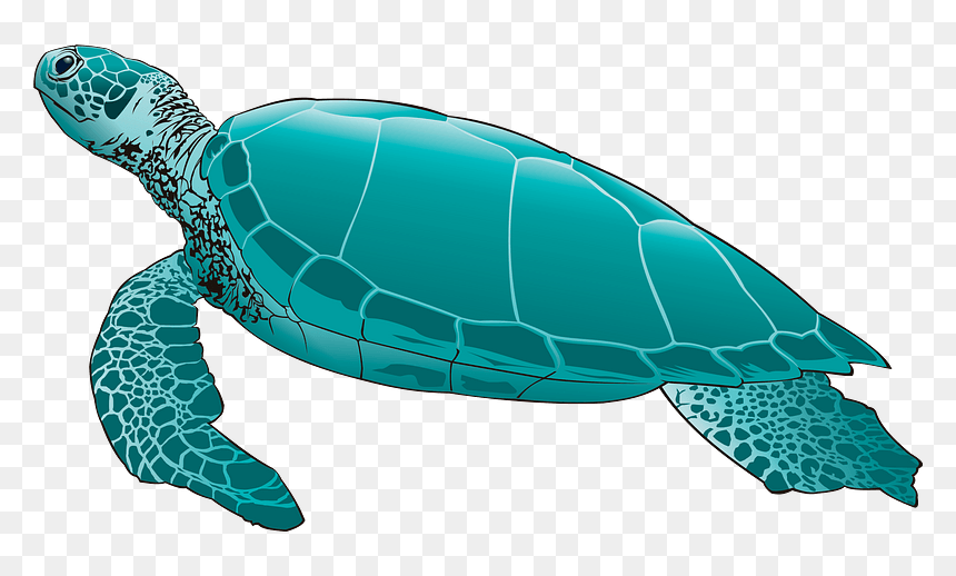 Detail Turtle Clipart Transparent Nomer 50