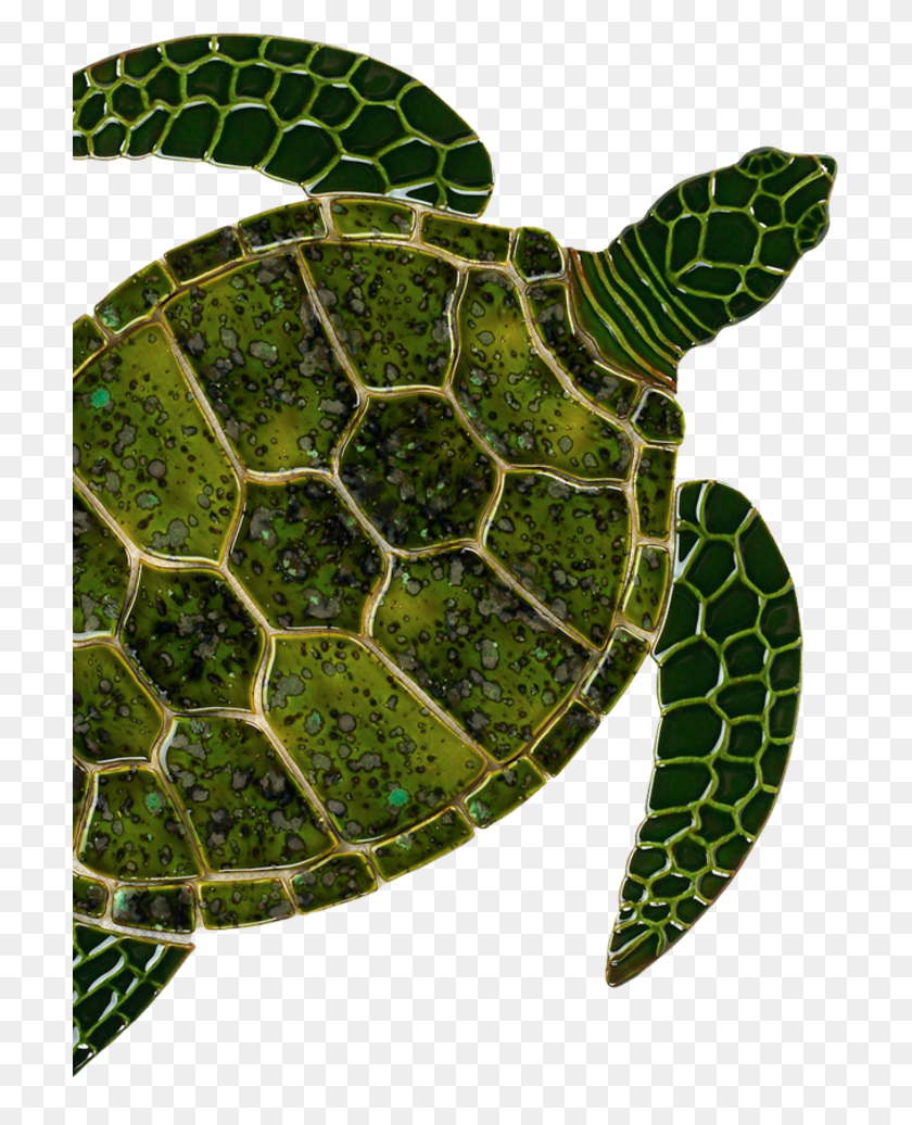 Detail Turtle Download Nomer 18