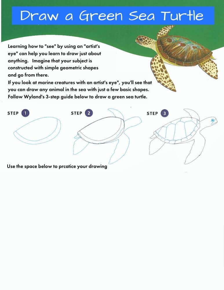 Detail Turtle Download Nomer 31