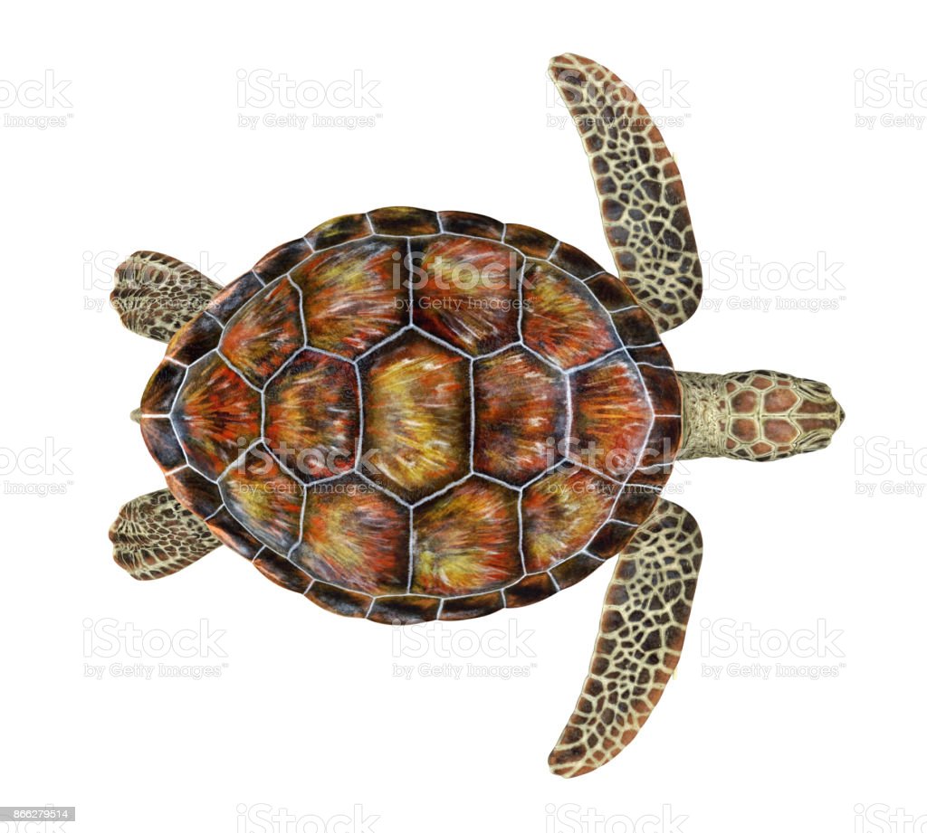 Detail Turtle Download Nomer 34