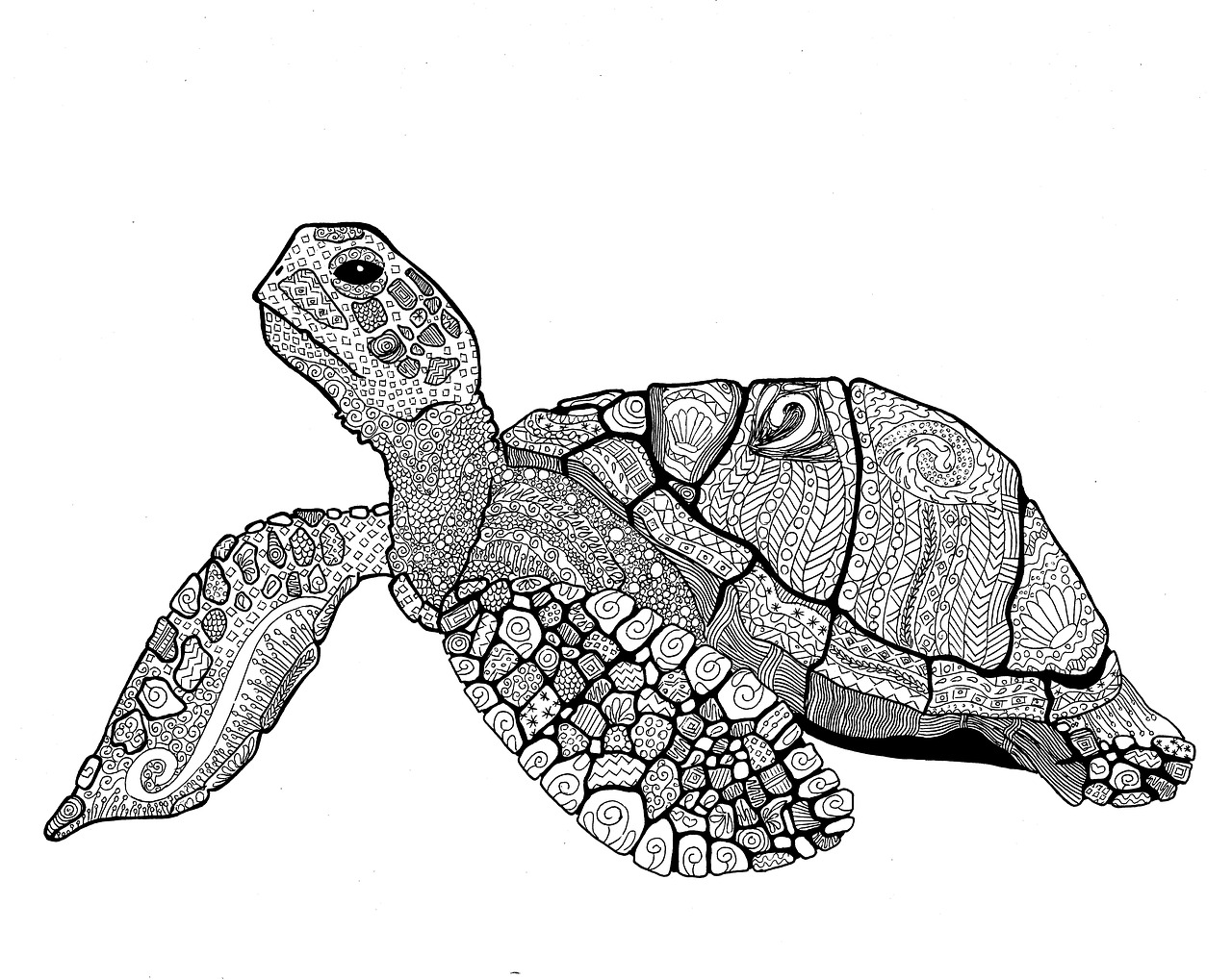 Detail Turtle Download Nomer 37