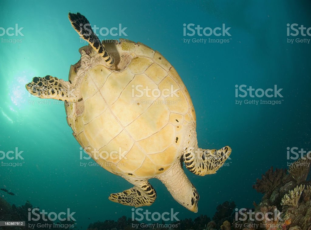 Detail Turtle Download Nomer 40