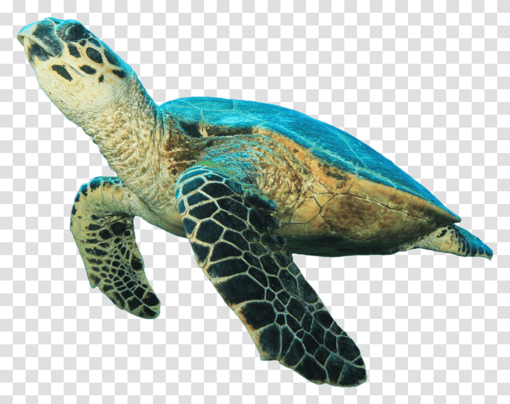 Detail Turtle Download Nomer 41