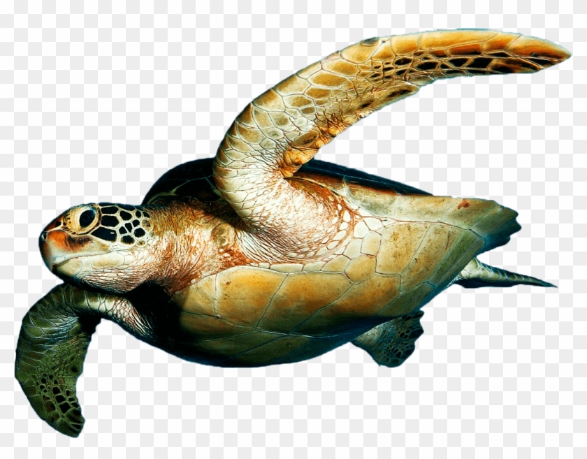 Detail Turtle Download Nomer 7