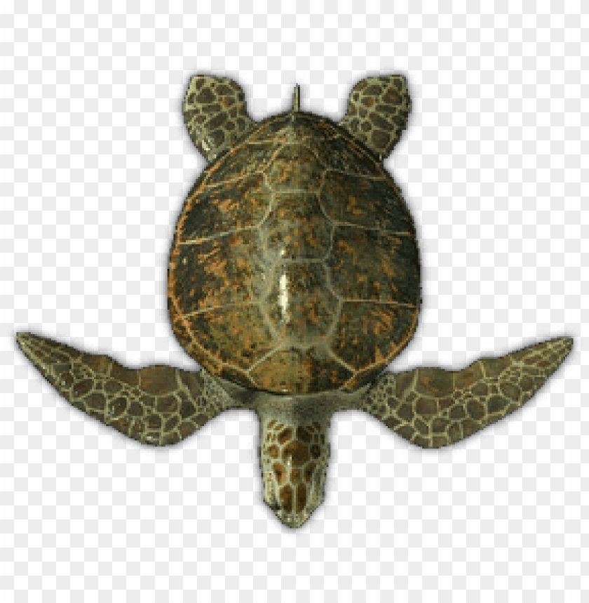 Detail Turtle Download Nomer 10