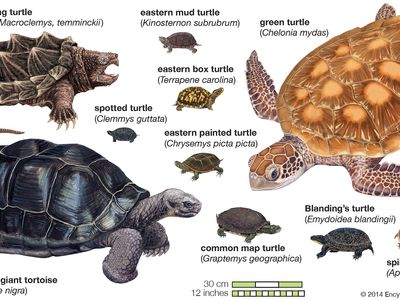 Detail Turtle Images Nomer 48