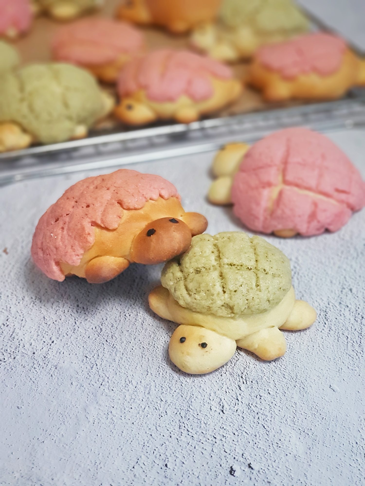 Detail Turtle Melon Pan Nomer 14