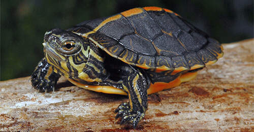 Detail Turtle Pic Nomer 43