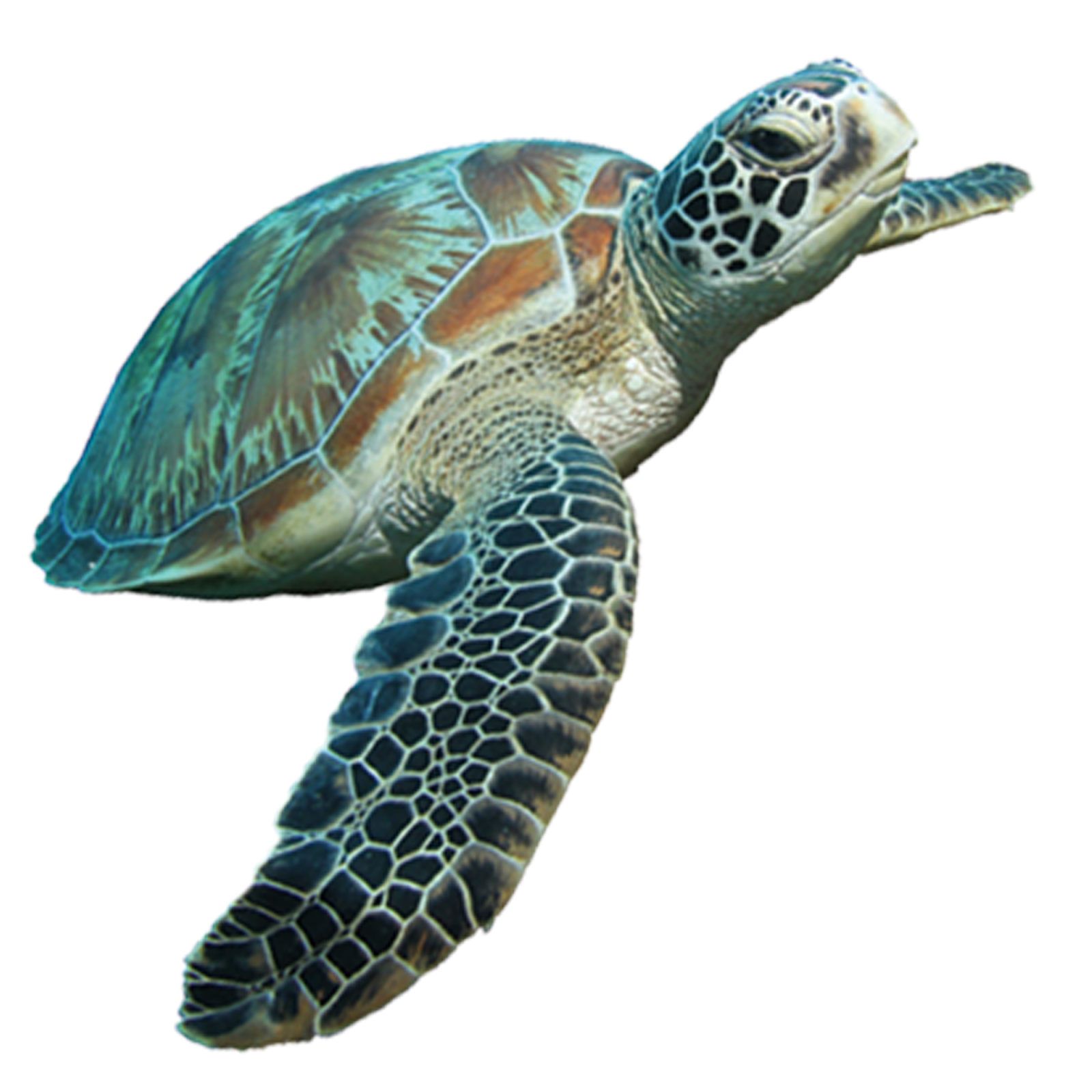 Turtle Png Transparent - KibrisPDR