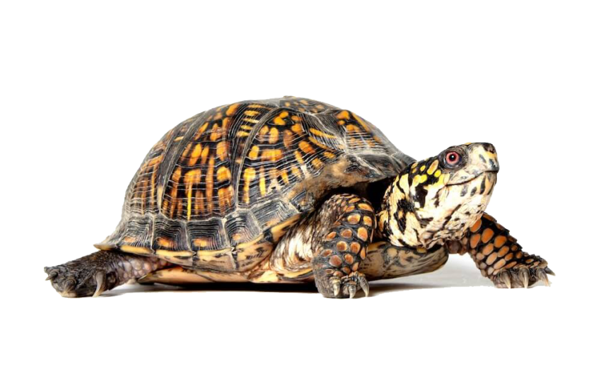 Download Turtle Png Transparent Nomer 11