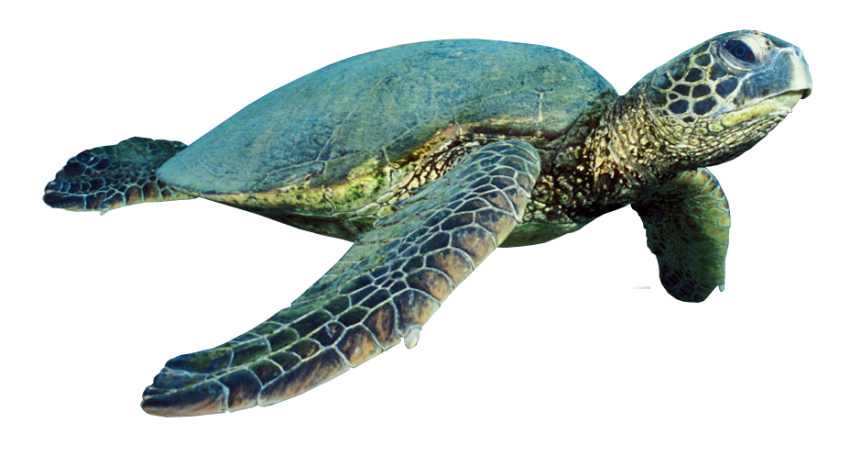 Detail Turtle Png Transparent Nomer 17
