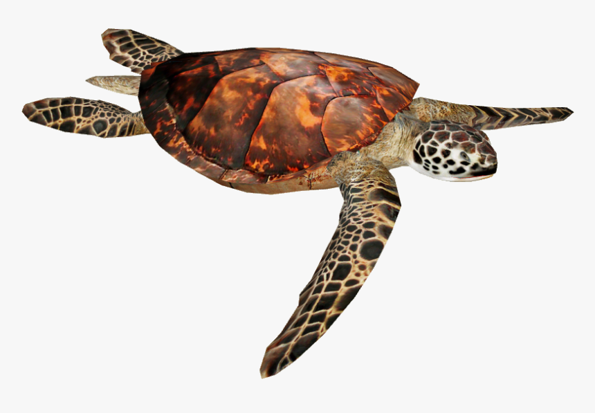 Detail Turtle Png Transparent Nomer 21