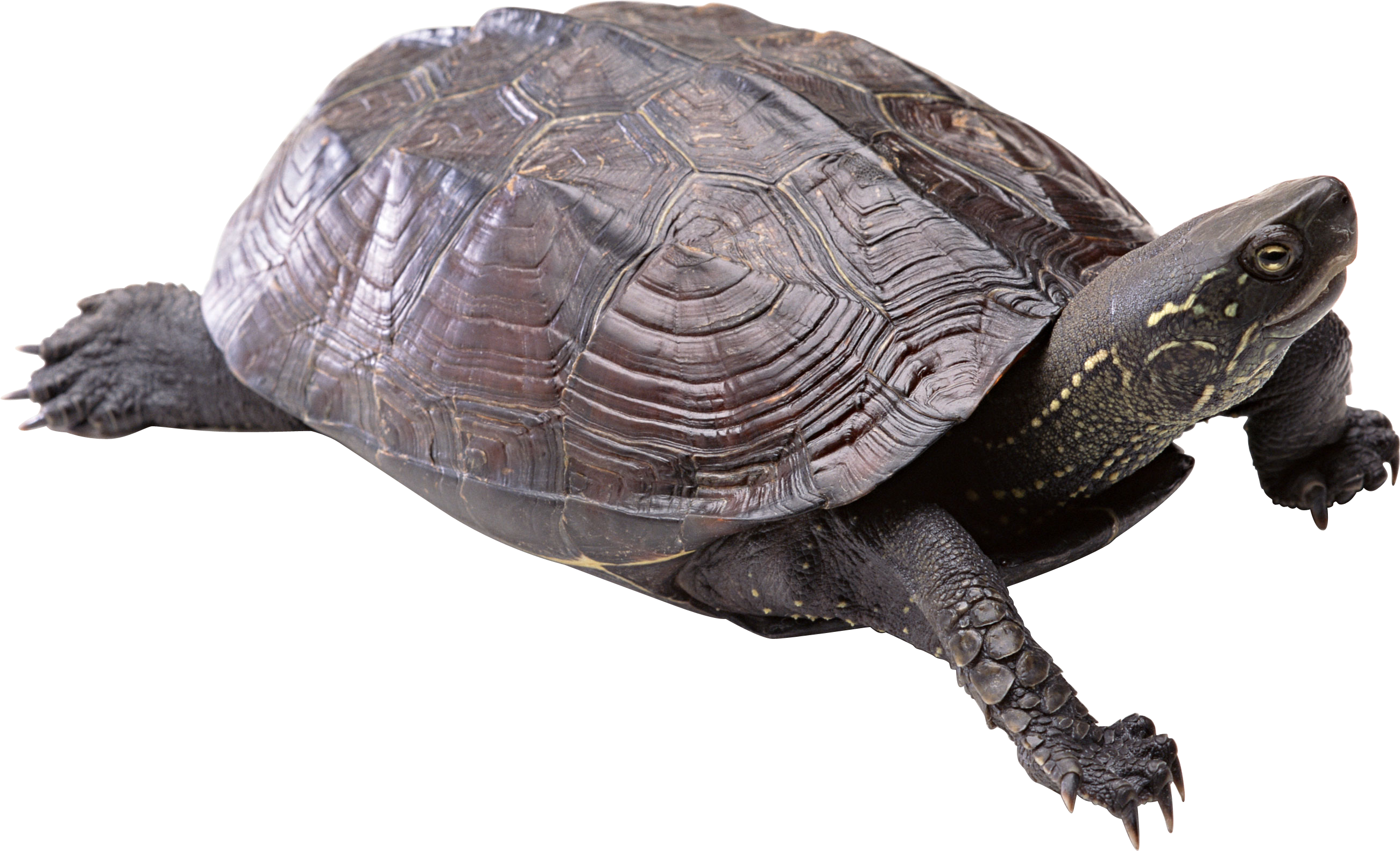 Detail Turtle Png Transparent Nomer 26
