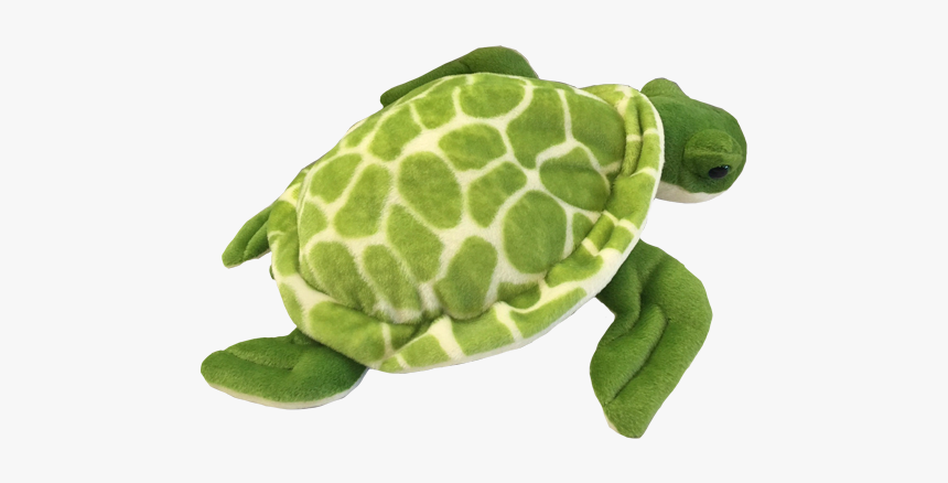 Detail Turtle Png Transparent Nomer 34