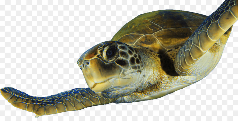 Detail Turtle Png Transparent Nomer 38