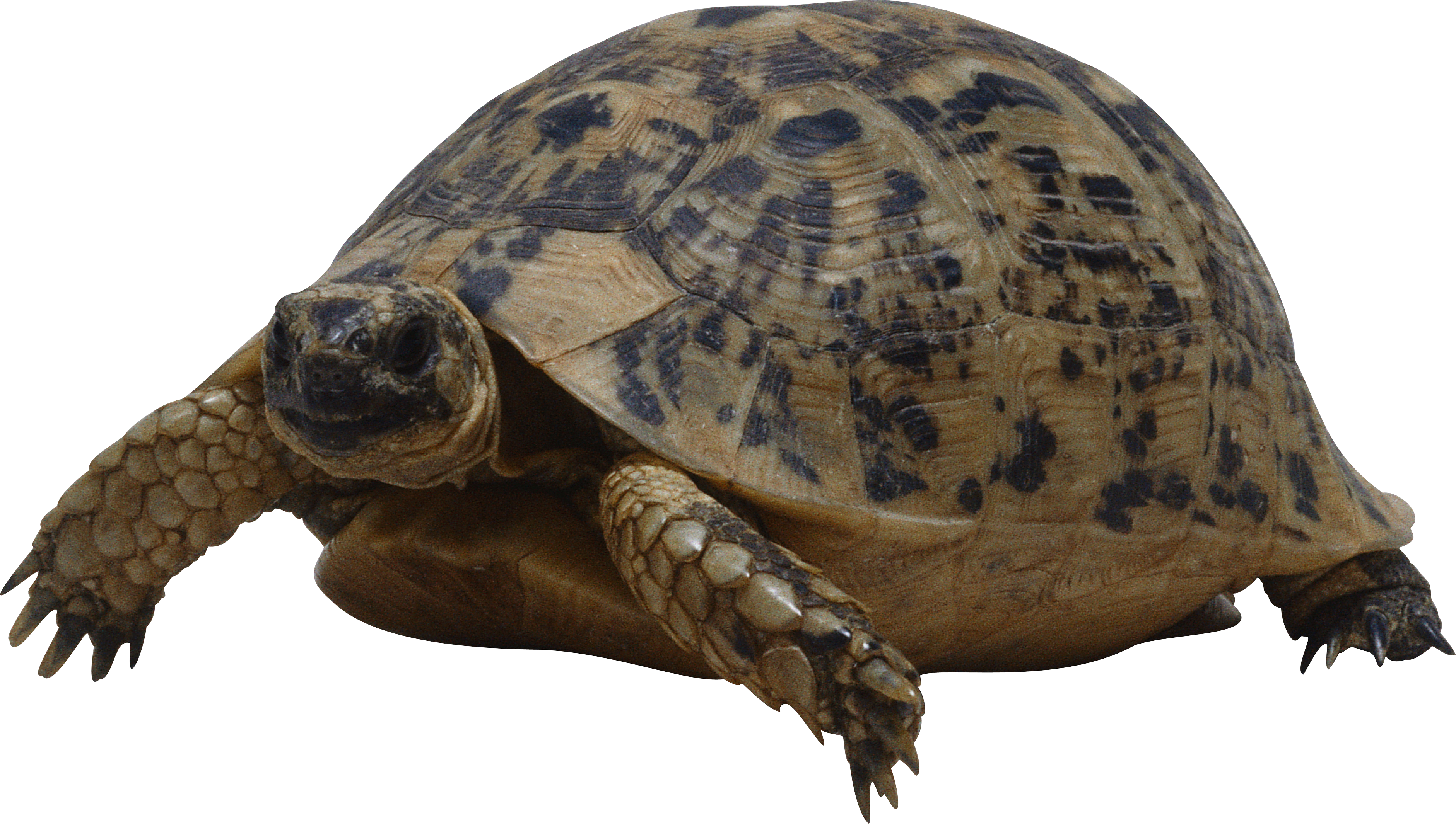 Detail Turtle Png Transparent Nomer 47