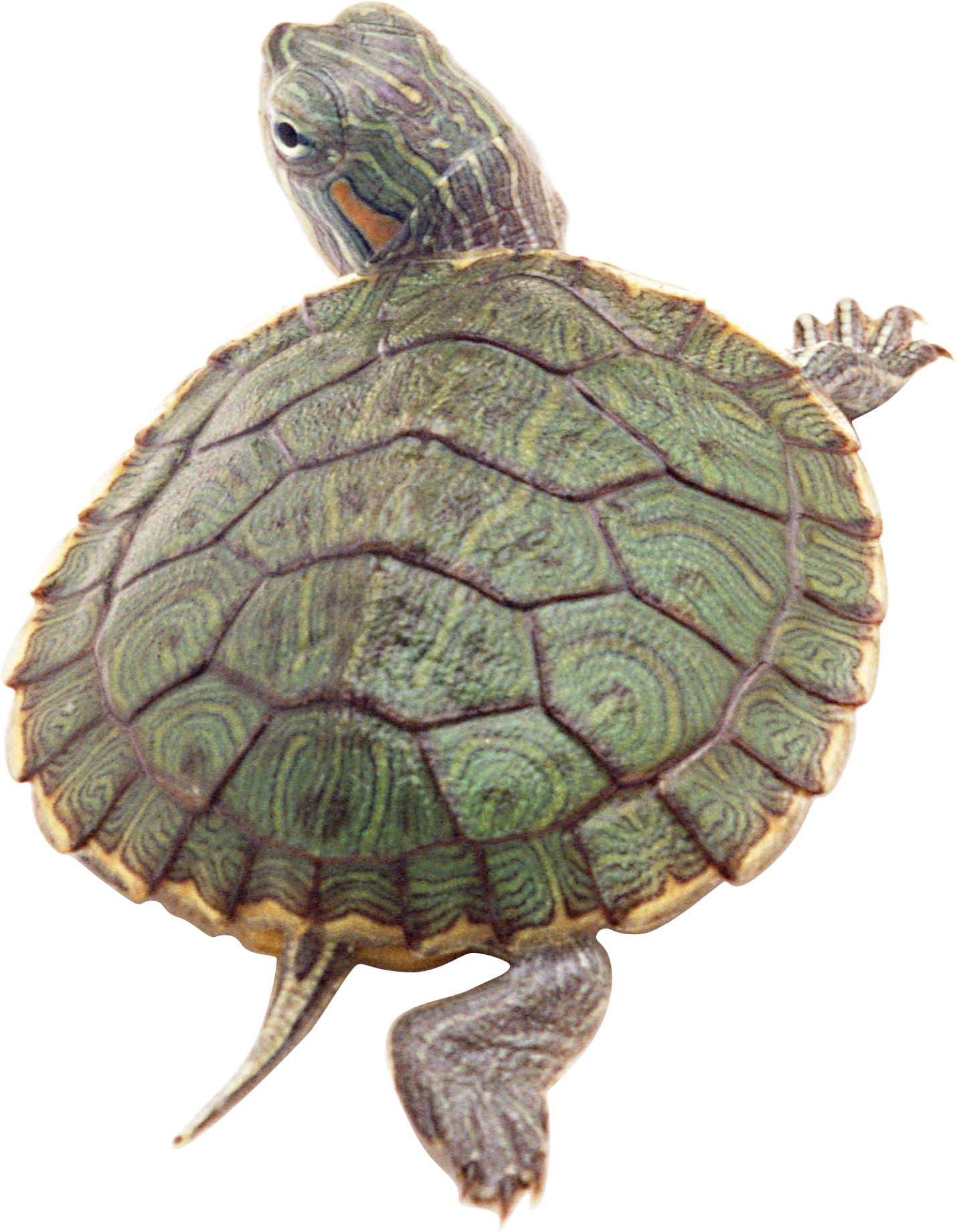 Detail Turtle Png Transparent Nomer 52