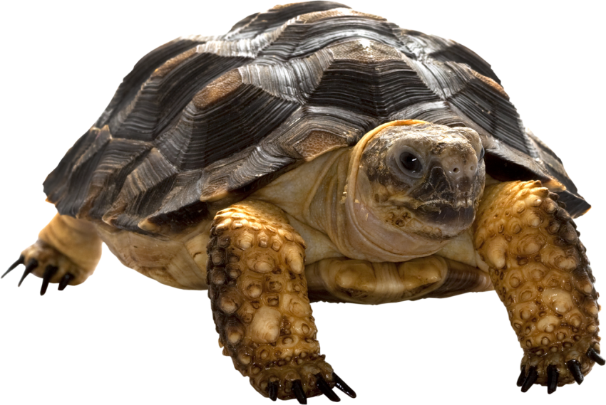 Detail Turtle Png Transparent Nomer 8