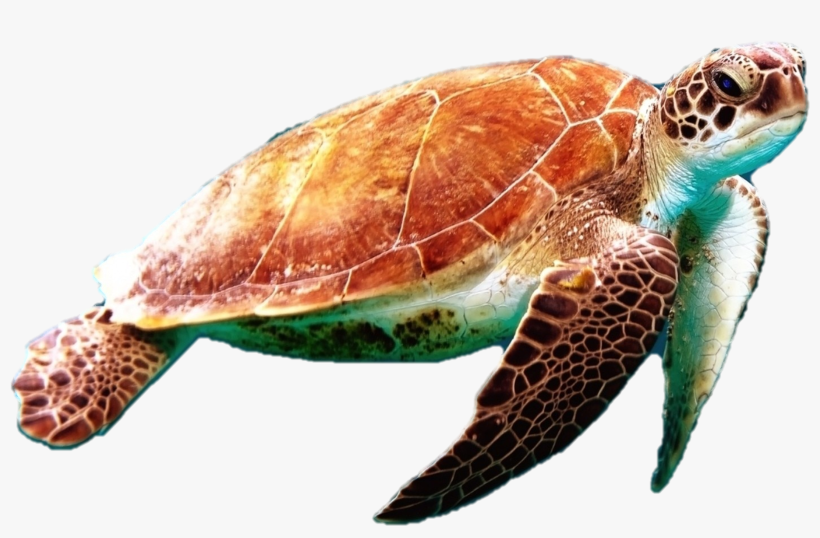 Detail Turtle Png Transparent Nomer 9