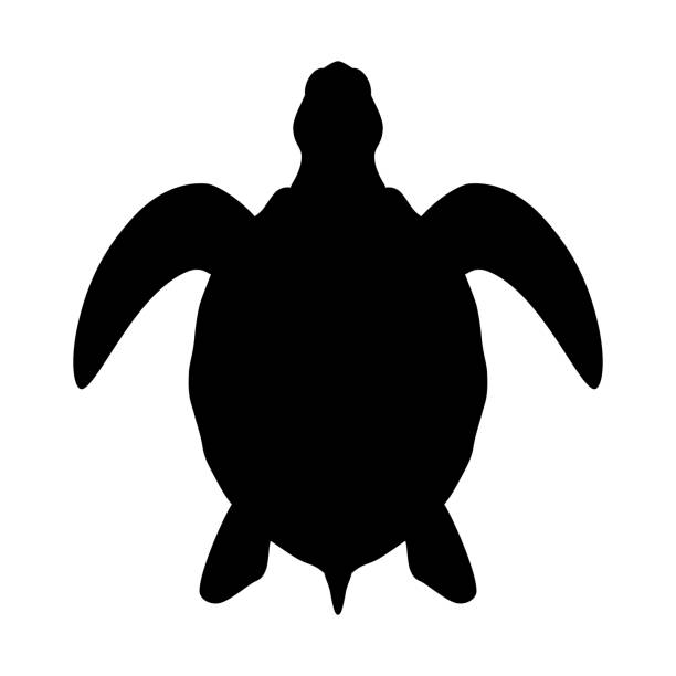 Detail Turtle Silhouette Vector Nomer 3