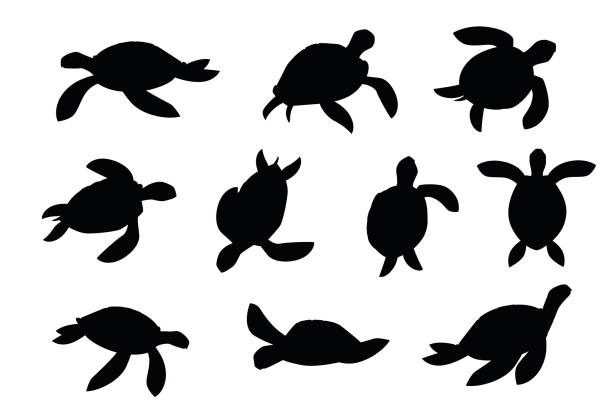 Detail Turtle Silhouette Vector Nomer 26