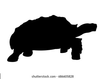 Detail Turtle Silhouette Vector Nomer 42