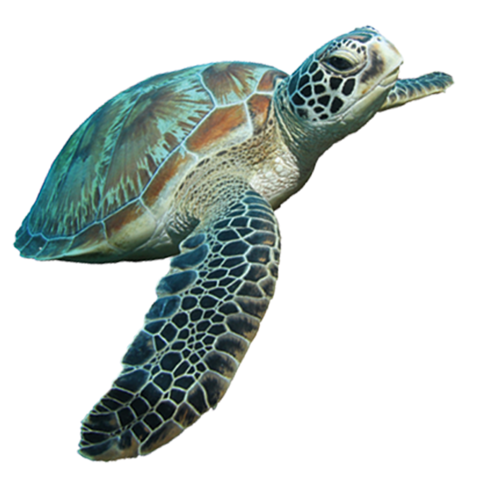 Turtle Transparent - KibrisPDR