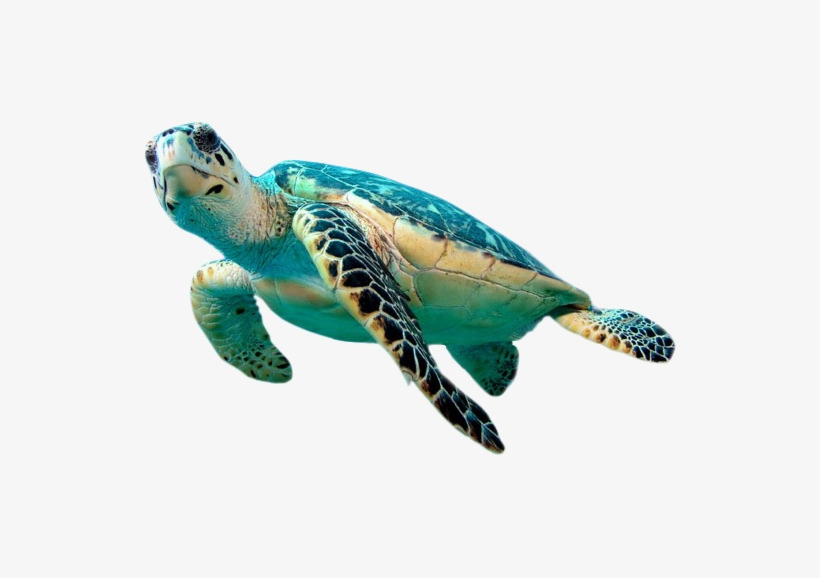 Detail Turtle Transparent Nomer 10