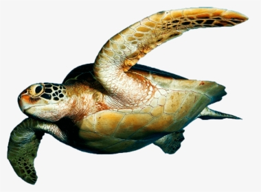 Detail Turtle Transparent Nomer 13