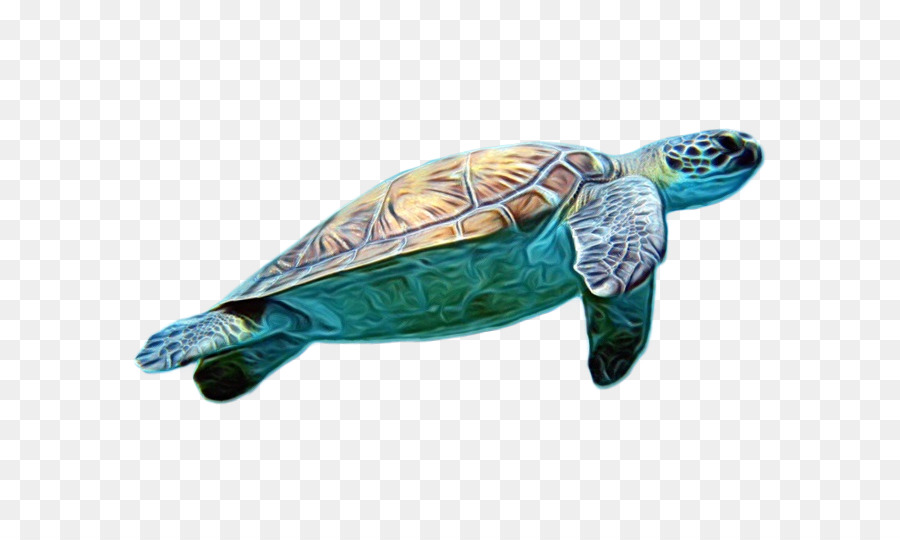 Detail Turtle Transparent Nomer 14