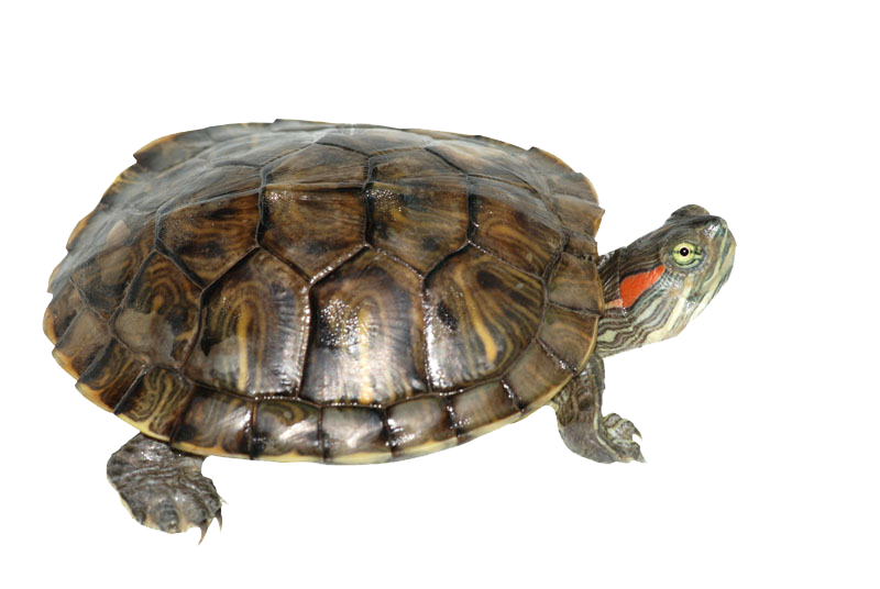 Detail Turtle Transparent Nomer 16