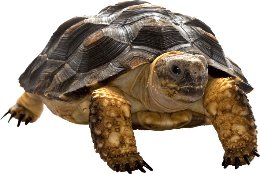 Detail Turtle Transparent Nomer 18