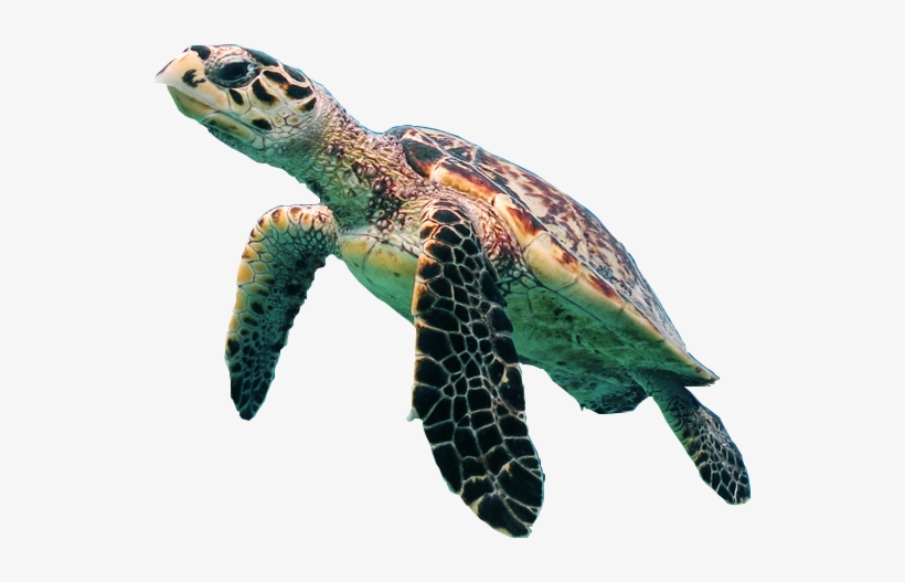 Detail Turtle Transparent Nomer 2