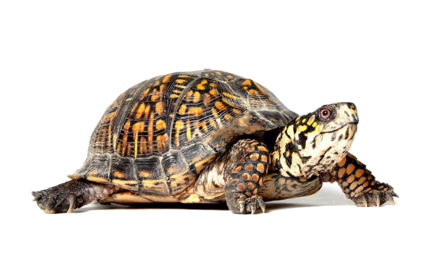Detail Turtle Transparent Nomer 20