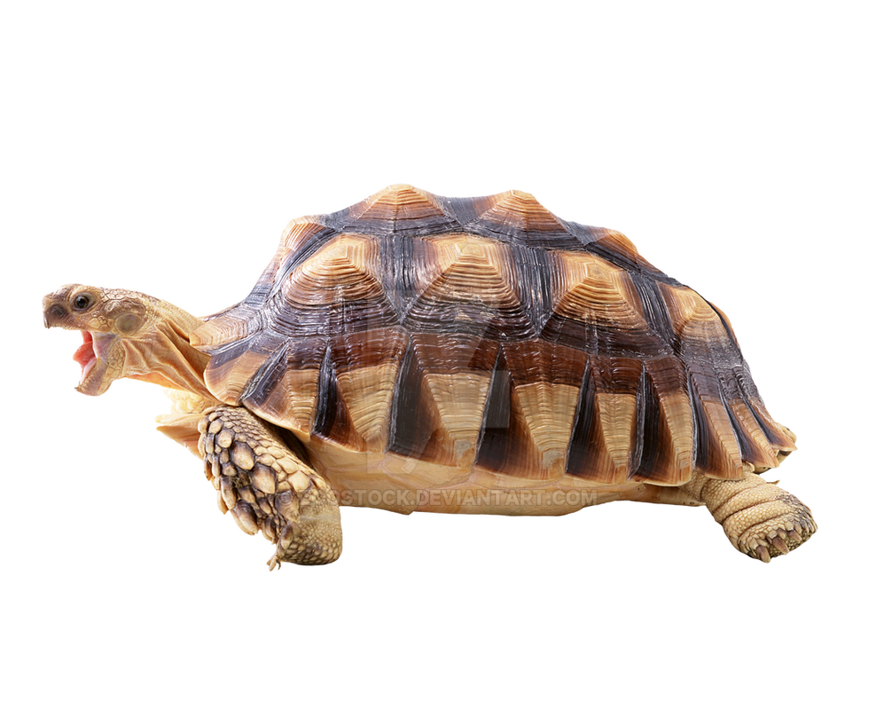 Detail Turtle Transparent Nomer 21