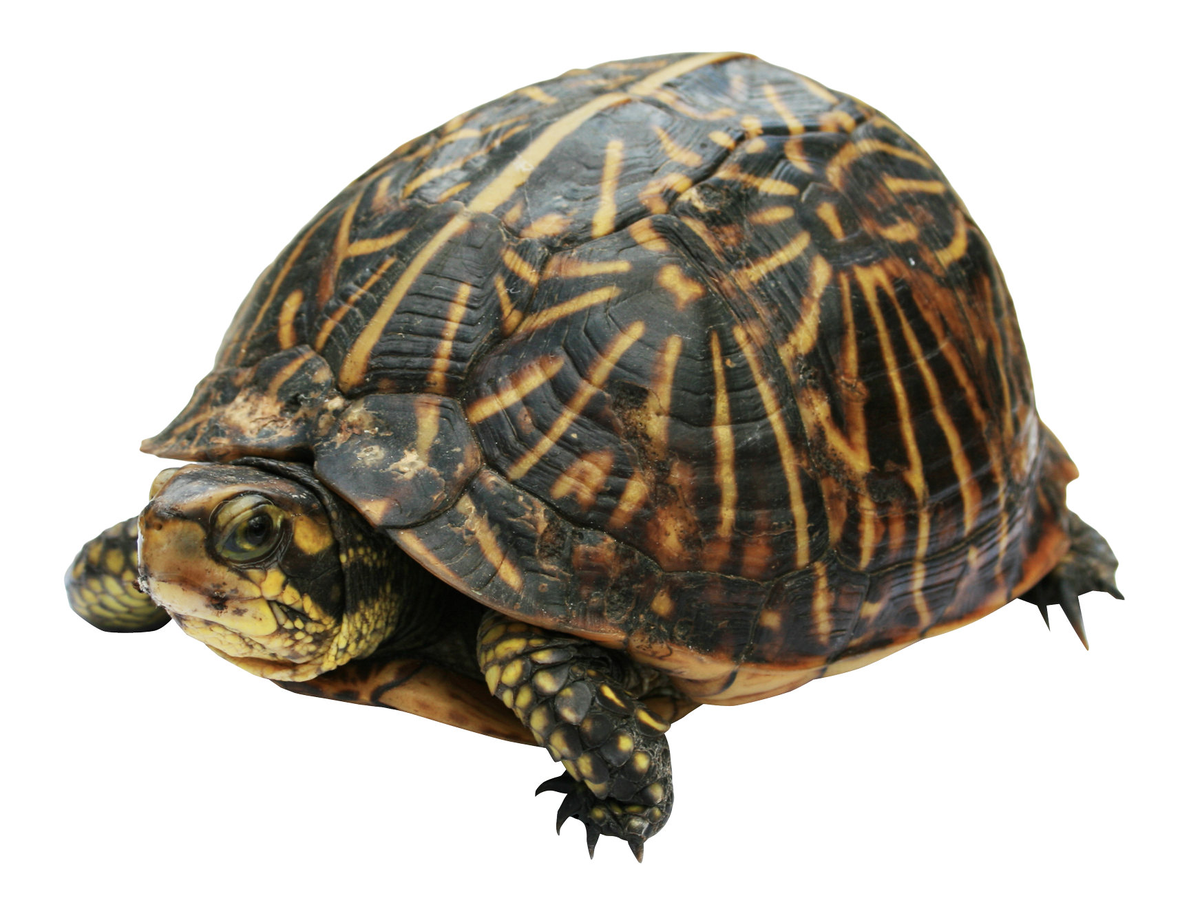 Detail Turtle Transparent Nomer 23