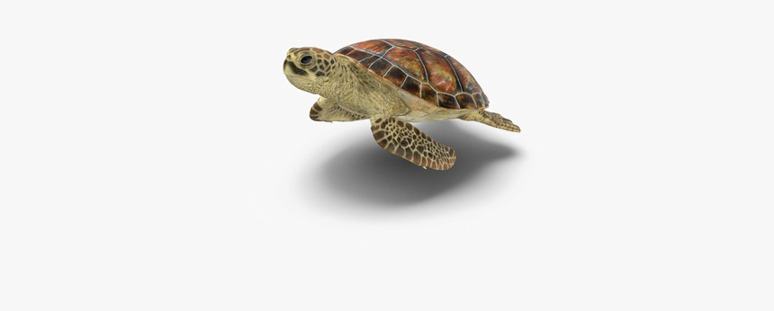 Detail Turtle Transparent Nomer 24