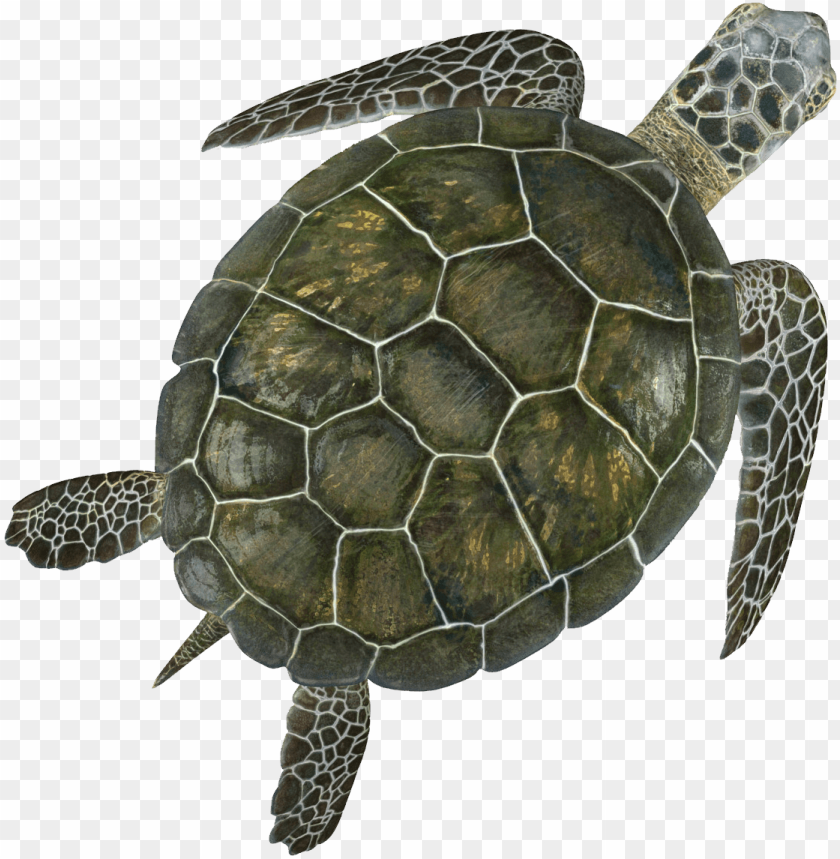 Detail Turtle Transparent Nomer 25