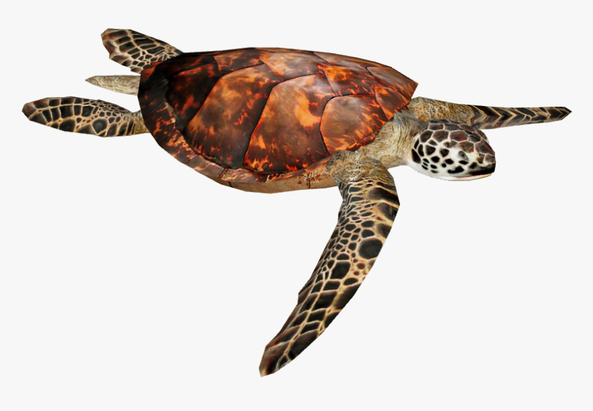 Detail Turtle Transparent Nomer 27