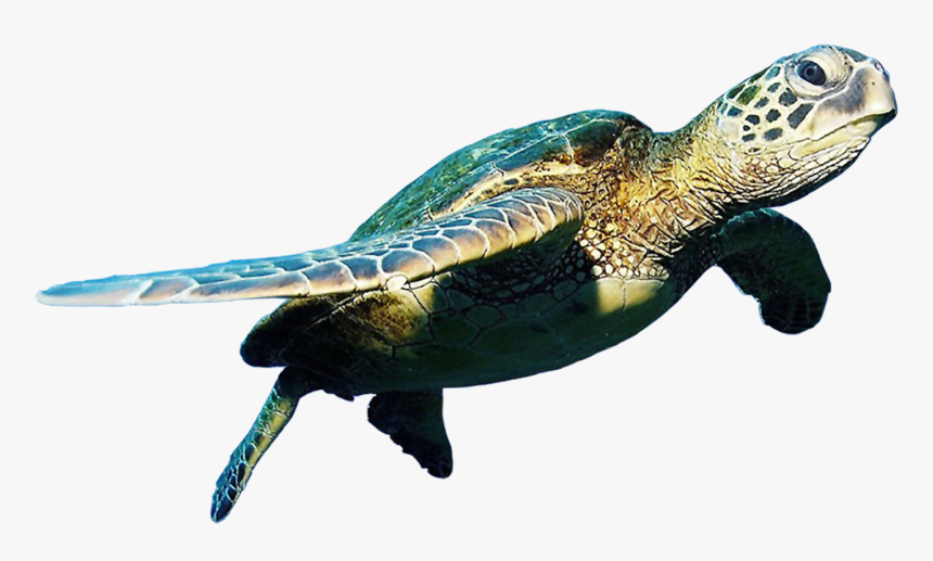 Detail Turtle Transparent Nomer 3