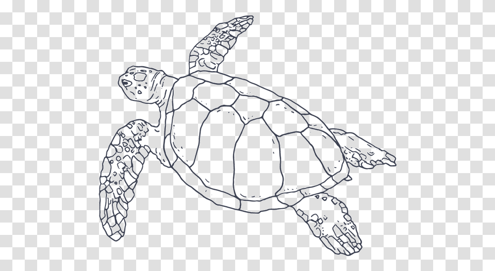 Detail Turtle Transparent Nomer 29