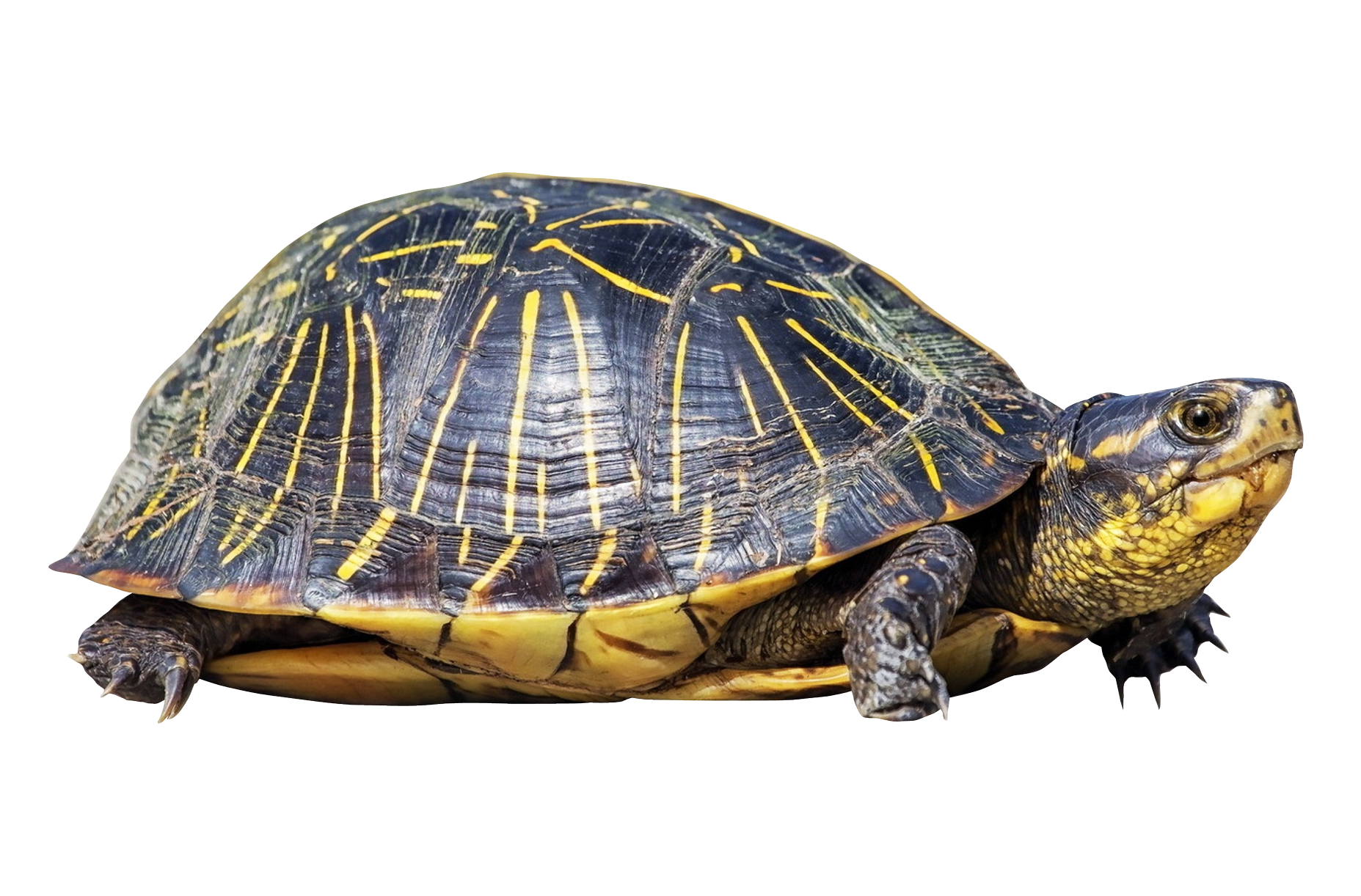 Detail Turtle Transparent Nomer 31