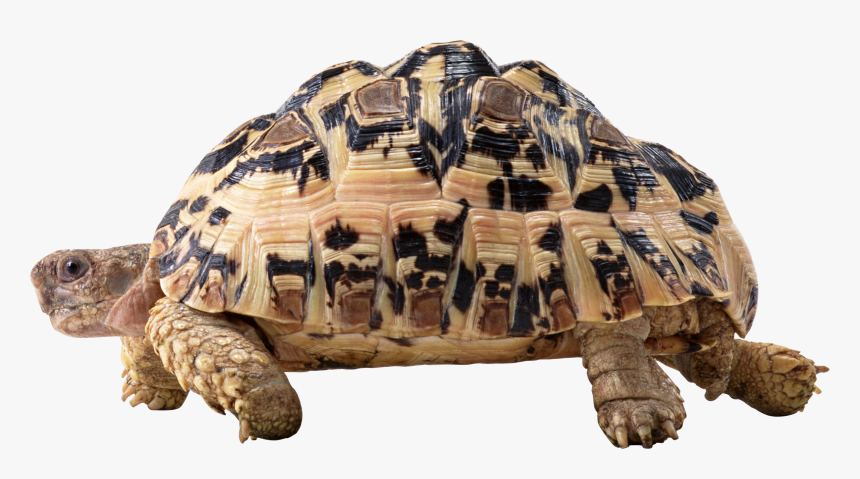 Detail Turtle Transparent Nomer 34