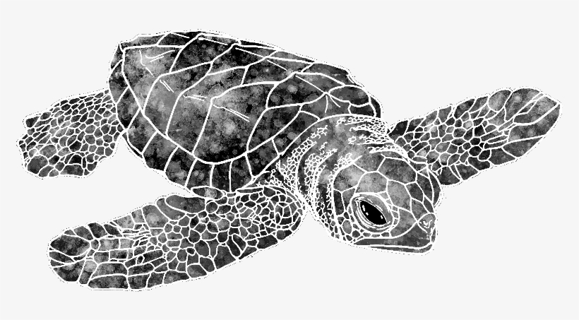Detail Turtle Transparent Nomer 35