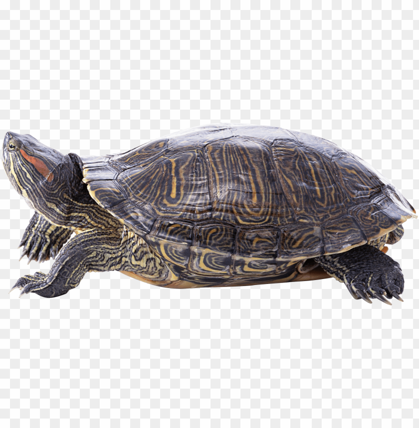 Detail Turtle Transparent Nomer 37