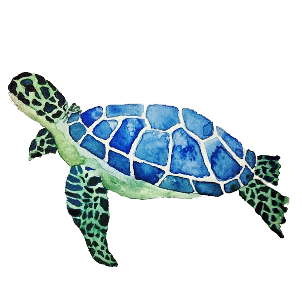 Detail Turtle Transparent Nomer 40