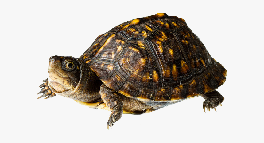 Detail Turtle Transparent Nomer 43