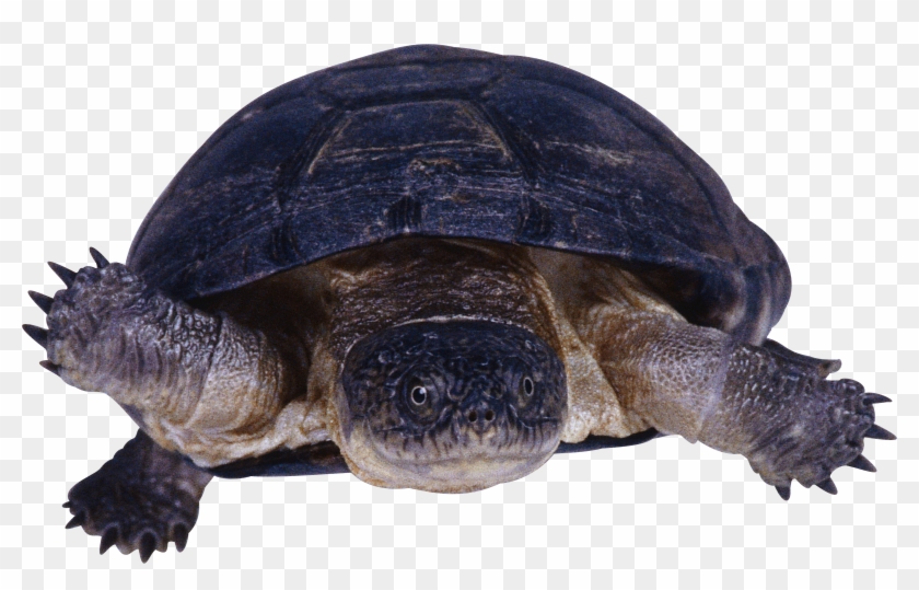 Detail Turtle Transparent Nomer 49